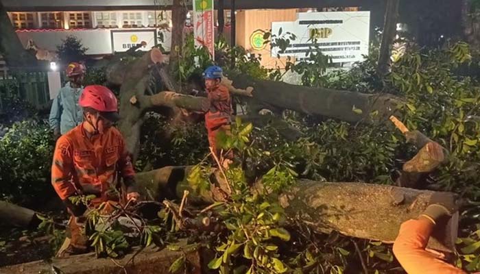 Dahan Pohon di Bogor Patah Akibat Hujan Deras